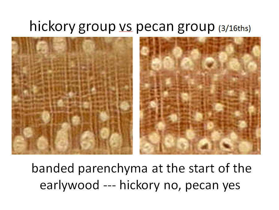 the pecan group's earlywood is incorrect. It is USUALLY present.